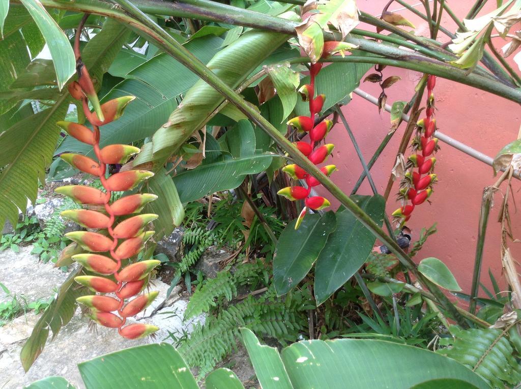 Red Arara Acomodação com café da manhã Salvador Exterior foto